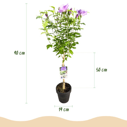 Buitenplant - Hibiscus syriacus 'Lavendor Chiffon®' - Plant op stam - Winterhard - Pot Ø 19cm Hoogte ↕ 90cm