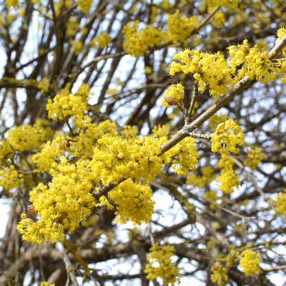 Buitenplant - Cornus mas - Bloeiend - Pot Ø 12cm Hoogte ↕ 35cm