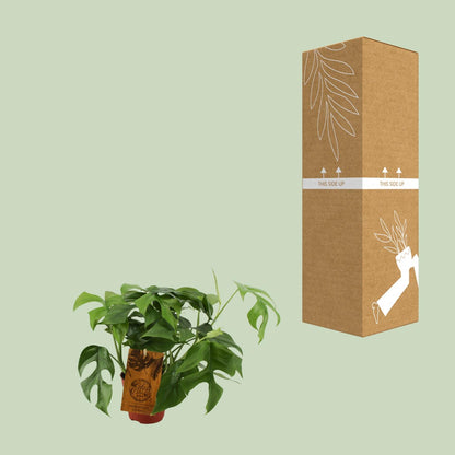 Kamerplant - Monstera Minima - Pot Ø 12cm Hoogte ↕ 30cm