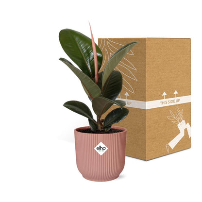 Kamerplant - Ficus Elastica 'Robusta' - Pot Ø 14cm