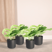 Kamerplant 4x Epipremnum Marble Queen - Pot Ø 12cm Hoogte ↕ 15cm
