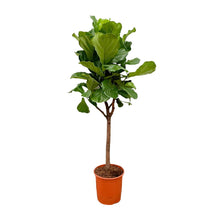 XL Kamerplant - Ficus Lyrata Boom - Pot Ø 30cm Hoogte ↕ 180cm