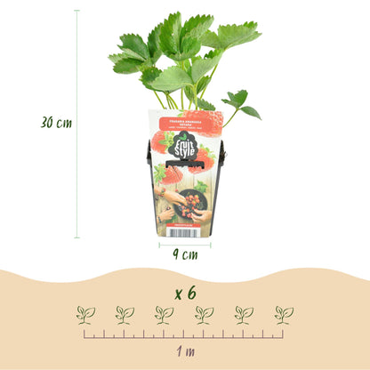 Buitenplant 3x Fragaria 'Maxim' - Rode Aardbei Winterhard - Pot Ø 9cm Hoogte ↕ 10-25cm