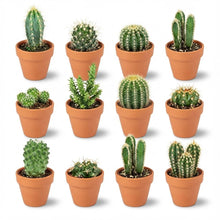 Kamerplant 12x Mini Cactus Mix - Terracotta Potten - Pot Ø 8,1cm Hoogte ↕ 5-10cm