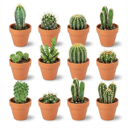 Kamerplant 12x Mini Cactus Mix - Terracotta Potten - Pot Ø 8,1cm Hoogte ↕ 5-10cm