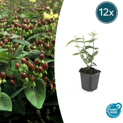 Buitenplant 12x Hypericum inodorum - Bloeiend - Pot Ø 9cm Hoogte ↕ 10-25cm