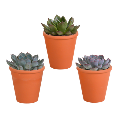 Kamerplant 3x Echeveria mix - In terracotta pot - Pot Ø 8.5cm