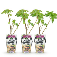 Buitenplant 3x Ribes nigrum 'Titania' - Winterhard - Pot Ø 9cm Hoogte ↕ onbekend