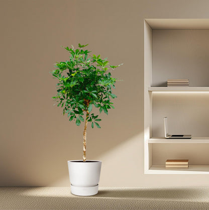 XL Kamerplant - Schefflera op stam - Pot Ø 30cm Hoogte ↕ 170cm