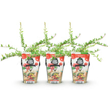 Buitenplant 3x Vaccinium macrophylla 'Early Black' - Fruitplant Winterhard - Pot Ø 9cm