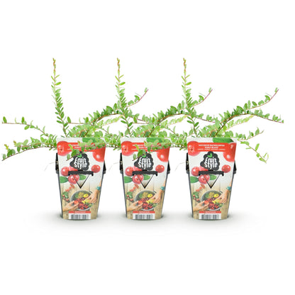 Buitenplant 3x Vaccinium macrophylla 'Early Black' - Fruitplant Winterhard - Pot Ø 9cm