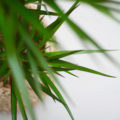 Kamerplant - Dracaena Marginata - Inclusief grijze sierpot - Pot Ø 21cm Hoogte ↕ 95cm