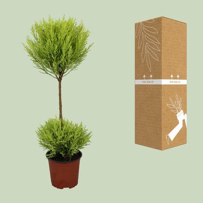 Kamerplant - Cupressus Goldcrest Wilma - Pot Ø 14cm Hoogte ↕ 60cm