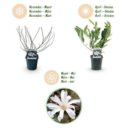 Buitenplant - Magnolia Stellata - Bloeiend - Pot Ø 17cm Hoogte ↕ 45cm