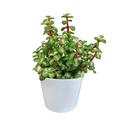 Kamerplant - Portulacaria afra mediopicta - in witte pot - Pot Ø 10,5cm