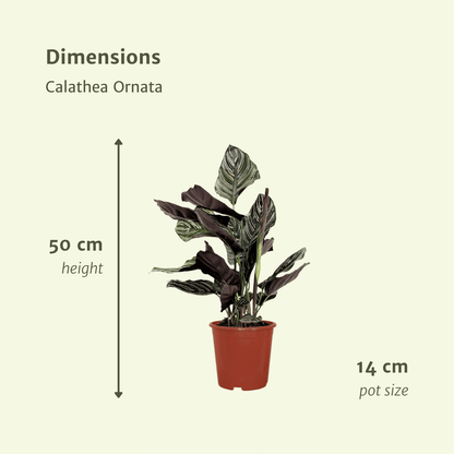Kamerplant 2x Calathea Ornata - Pauwenplant - Pot Ø 14cm Hoogte ↕ 50cm