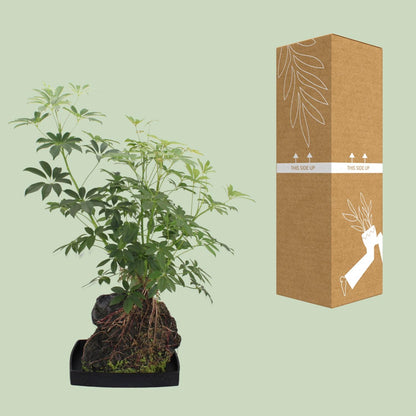 Kamerplant - Schefflera Arboricola - Pot Ø 40cm Hoogte ↕ 80cm