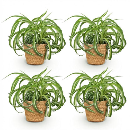 Kamerplant 4x Chlorophytum comosum Bonnie - Krullende Graslelie - Pot Ø 12cm Hoogte ↕ 20cm
