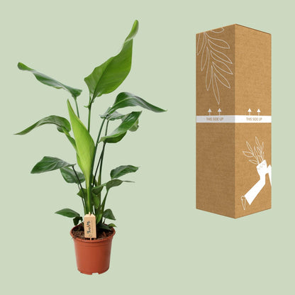 Kamerplant - Strelitzia Nicolai - Pot Ø 19cm Hoogte ↕ 90cm
