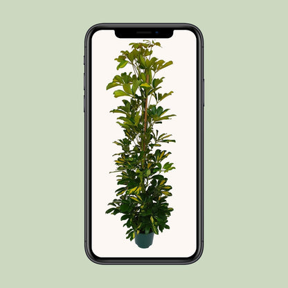 Kamerplant - Schefflera Arboricola Gerda - Luchtzuiverend - Pot Ø 20cm Hoogte ↕ 90cm