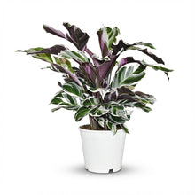 Kamerplant - Calathea Fusion White - Pot Ø 14cm Hoogte ↕ 35-40cm
