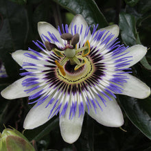Buitenplant - Passiflora caerulea - Bloeiend - Pot Ø 15cm Hoogte ↕ 65cm