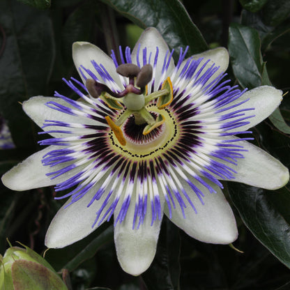 Buitenplant - Passiflora caerulea - Bloeiend - Pot Ø 15cm Hoogte ↕ 65cm