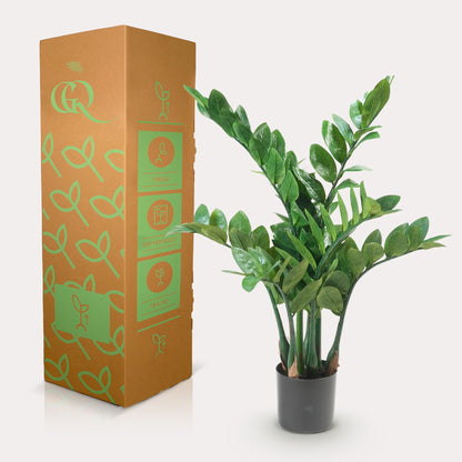 Kunstplant - Zamioculcas Kamerpalm - Hoogte ↕ 70cm