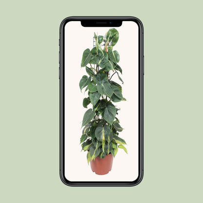 Kamerplant - Philodendron Scandens Brasil - Pot Ø 24cm Hoogte ↕ 120cm