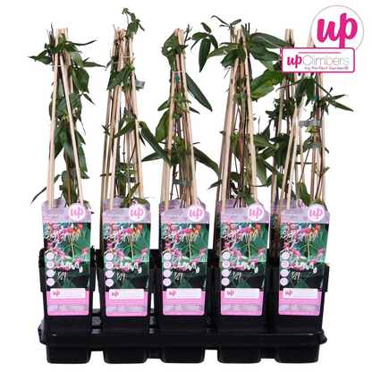 Buitenplant - Lonicera henryi - Klimplant - Pot Ø 15cm Hoogte ↕ 65cm