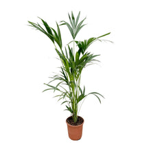 Kamerplant - Kentia Palm - Pot Ø 24cm Hoogte ↕ 160cm