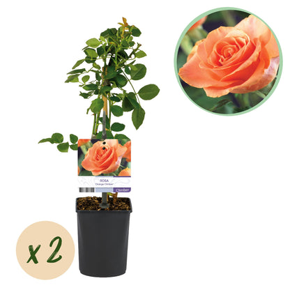 Buitenplant 2x Rosa Orange Climber - Klimroos - Bloeiend - Pot Ø 11cm Hoogte ↕ 40cm