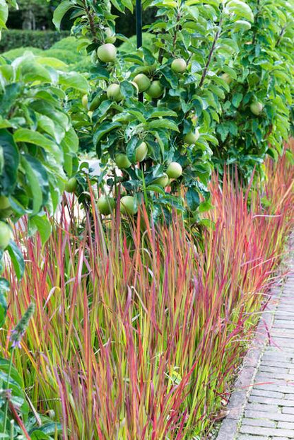 Buitenplant 6x Imperata cylindrica 'Red Baron' - Pot Ø 9cm Hoogte ↕ 10-25cm