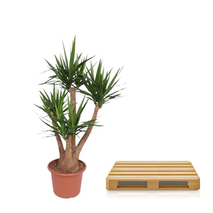 XL Kamerplant - Yucca Elephantipes vertakt - Pot Ø 45cm Hoogte ↕ 170cm