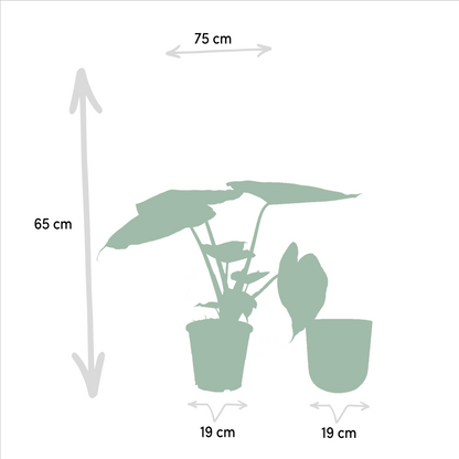 Kamerplant - Alocasia Wentii - Inclusief sierpot - Pot Ø 19cm Hoogte ↕ 65cm