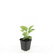 Buitenplant 48x Echinacea p. 'Magnus' - Bloeiend - Pot Ø 9cm Hoogte ↕ 10-25cm