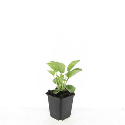 Buitenplant 48x Echinacea p. 'Magnus' - Bloeiend - Pot Ø 9cm Hoogte ↕ 10-25cm