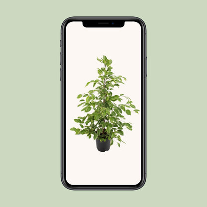 Kamerplant - Ficus benjamina Goldenking - Pot Ø 21cm Hoogte ↕ 95cm