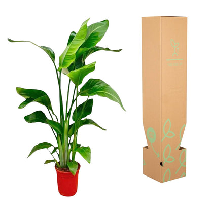 Kamerplant - Strelitzia Nicolai - Pot Ø 17cm Hoogte ↕ 80-100cm