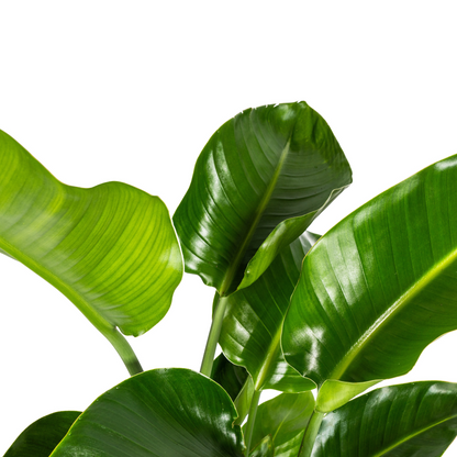 Kamerplant - Strelitzia Nicolai - Pot Ø 21cm Hoogte ↕ 90-110cm