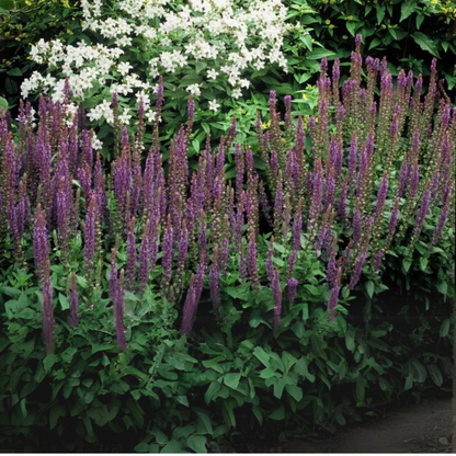 Buitenplant 6x Salvia - Bloeiend - Balkonplant