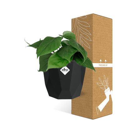 Kamerplant - Philodendron Scandens - Pot Ø 14cm