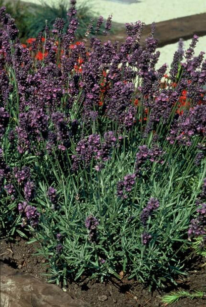 Buitenplant 12x Lavandula ang. 'Munstead' - Bloeiend - Pot Ø 9cm Hoogte ↕ 10-25cm