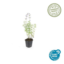 Buitenplant 6x Nepeta 'Walker's Low' - Bloeiend - Pot Ø 9cm Hoogte ↕ 10-25cm