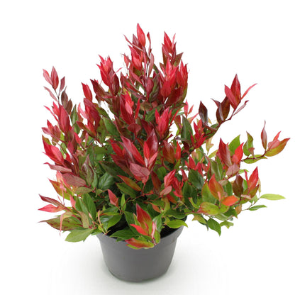 Buitenplant - Leucothoe 'Little Flame' - Groenblijvend - Pot Ø 17cm Hoogte ↕ 40cm