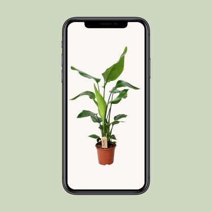 Kamerplant - Strelitzia Nicolai - Pot Ø 19cm Hoogte ↕ 90cm