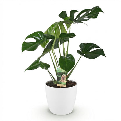 Kamerplant - Monstera Deliciosa - Pot Ø 21cm Hoogte ↕ 70-80cm