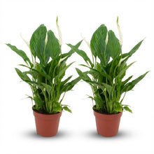 Kamerplant 2x Spathiphyllum Lepelplant - Pot Ø 12cm Hoogte ↕ 35-40cm
