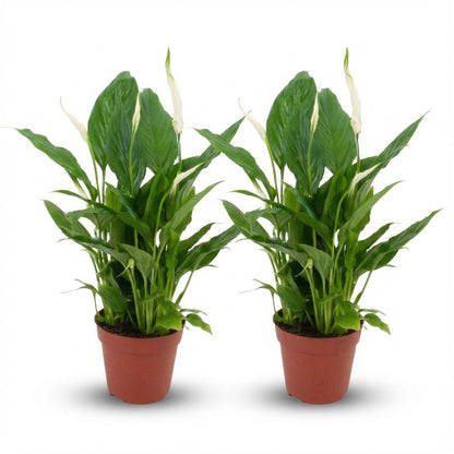 Kamerplant 2x Spathiphyllum Lepelplant - Pot Ø 12cm Hoogte ↕ 35-40cm