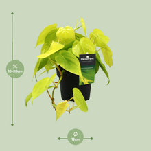 Kamerplant - Philodendron Lime - Hangplant - Pot Ø 12cm Hoogte ↕ 20cm